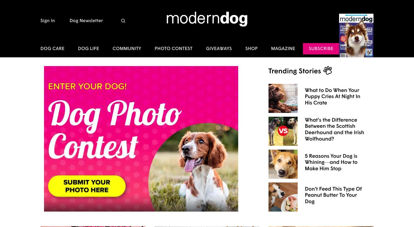 Modern Dog Website